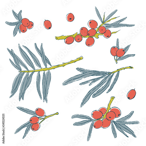 Big set of hand drawn isolated sea buckthorns