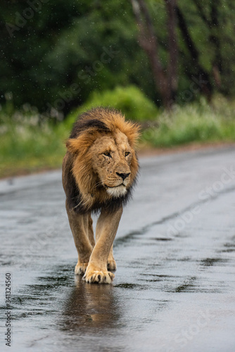 Male Lion walking in the road in Kruger Park