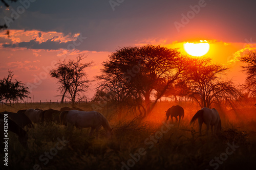 Troupeau de chevaux en liberté dans une prairie au coucher du soleil