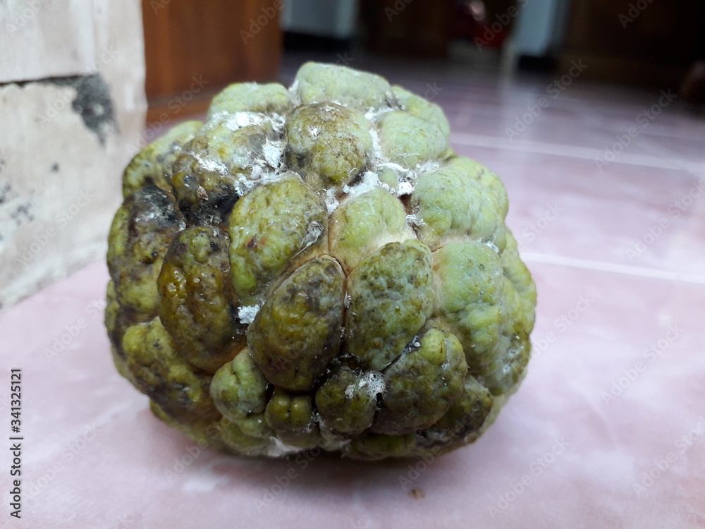 Obraz premium Srikaya, is a plant belonging to the genus Annona originating from the tropics. Srikaya fruit is round in shape with many-eyed skin