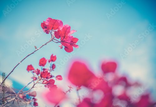 Bright pink flowers and bougainvillea petals on a blue sky background, spring natural background and texture