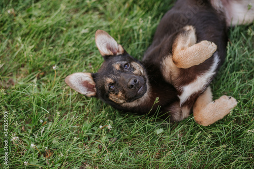 little brown puppy lies on the grass