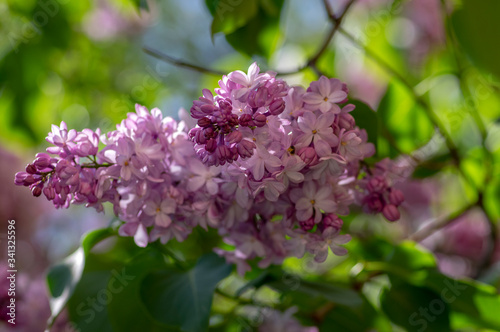 Syringa vulgaris violet purple flowering bush, groups of scented flowers on branches in bloom, common wild lilac tree