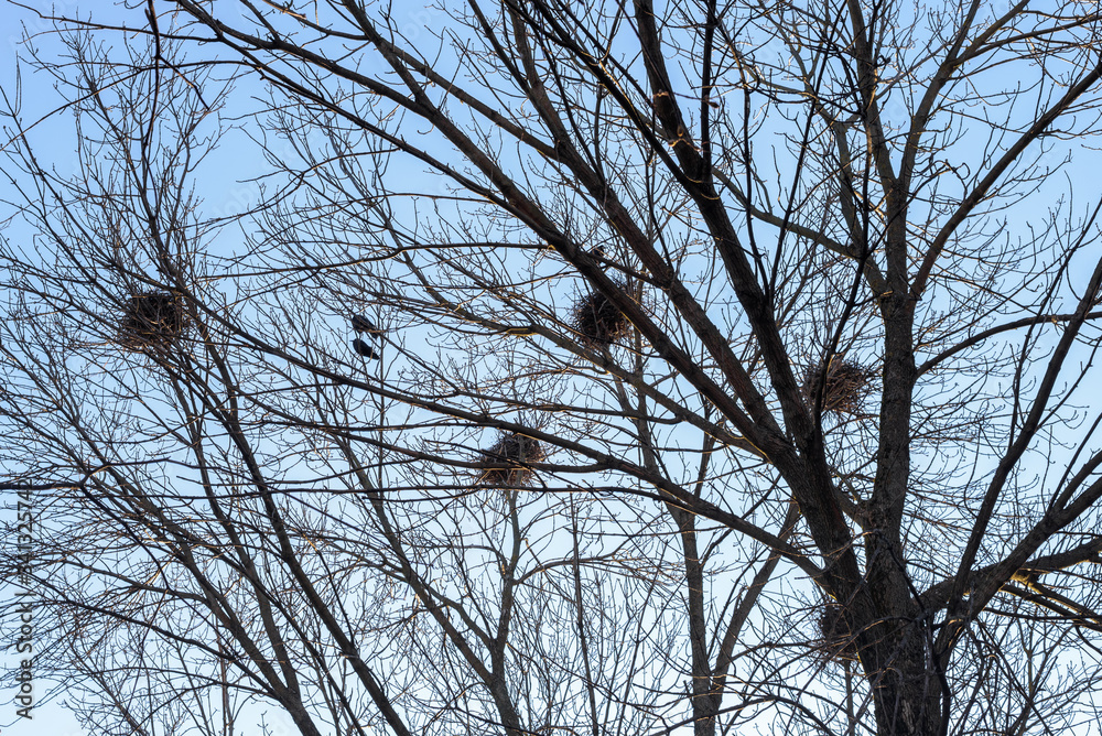 A lot of bird's nests in the trees, view from below against a blue sky, Two birds on branches at the nest