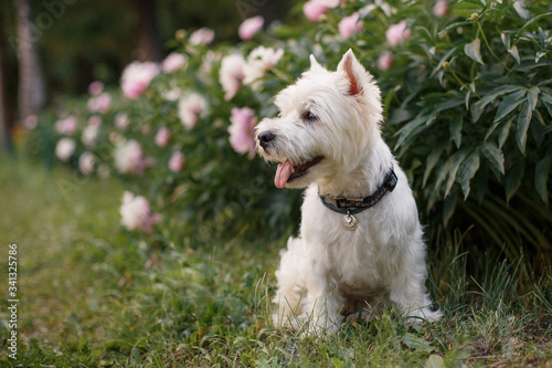 west highland white terrier photo