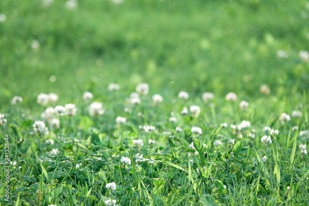 natural summer spring green grass background with selective focus natural summer spring green grass background with selective focus