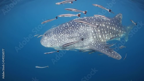 Whale Shark swimming near blue ocean surface photo