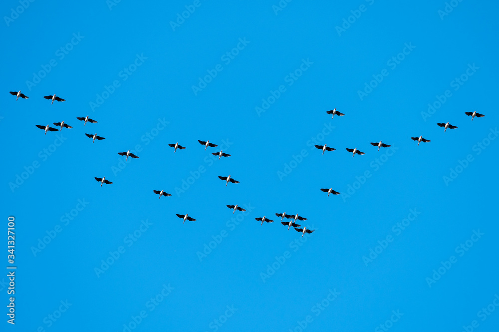 Birds flying together isolated on blue sky background Birds flying together isolated on blue sky background