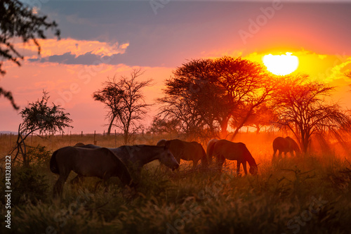 Troupeau de chevaux en liberté dans une prairie au coucher du soleil © Photos Eric Malherbe