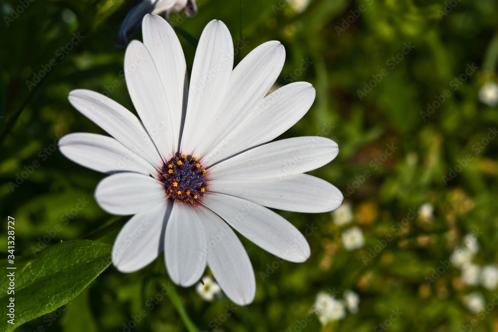 Daisies in a warm summer meadow. Wild flower daisy Daisies in a warm summer meadow. Wild flower daisy