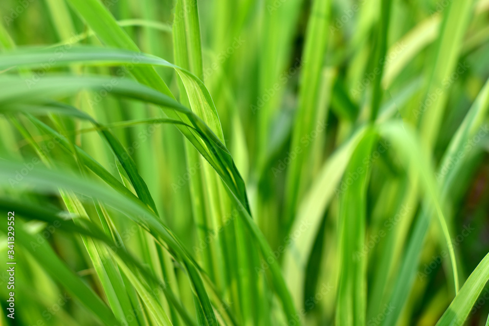 Leaves panoramic green
grass background with copy space for text or image Leaves panoramic green
grass background with copy space for text or image