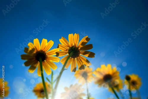 low angle close up view of yellow daisy flowers over sunny blue sky