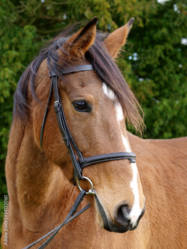 Older Horse Headshot