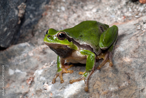 European tree frog / Europäischer Laubfrosch (Hyla arborea) - Greece / Griechenland photo