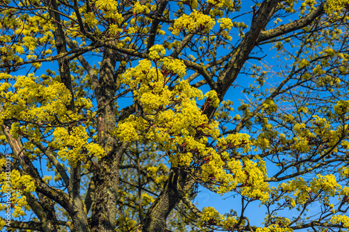 yellow blossom flowers tree blue sky