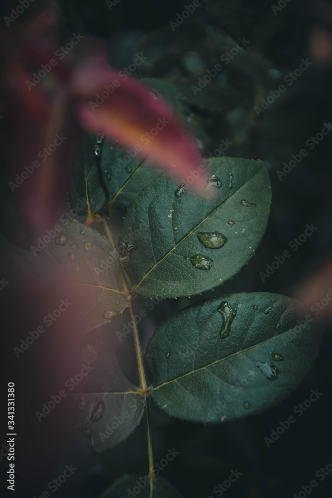 leaf in water