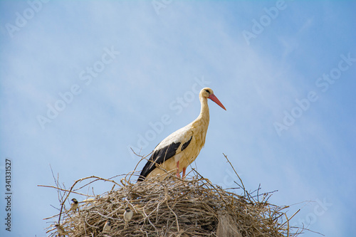 Big stork in his nest. White stork in the nest. Stork in the wild. Beautiful birds. Wild birds storks.