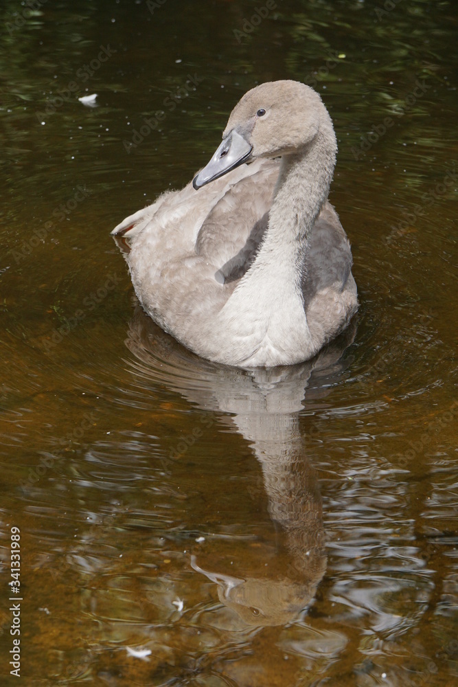 Swan duckling