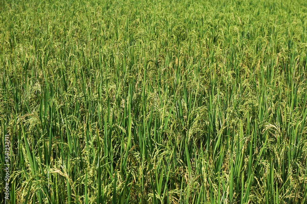 Close up of yellow green rice field with selective focus. Close up of yellow green rice field with selective focus.