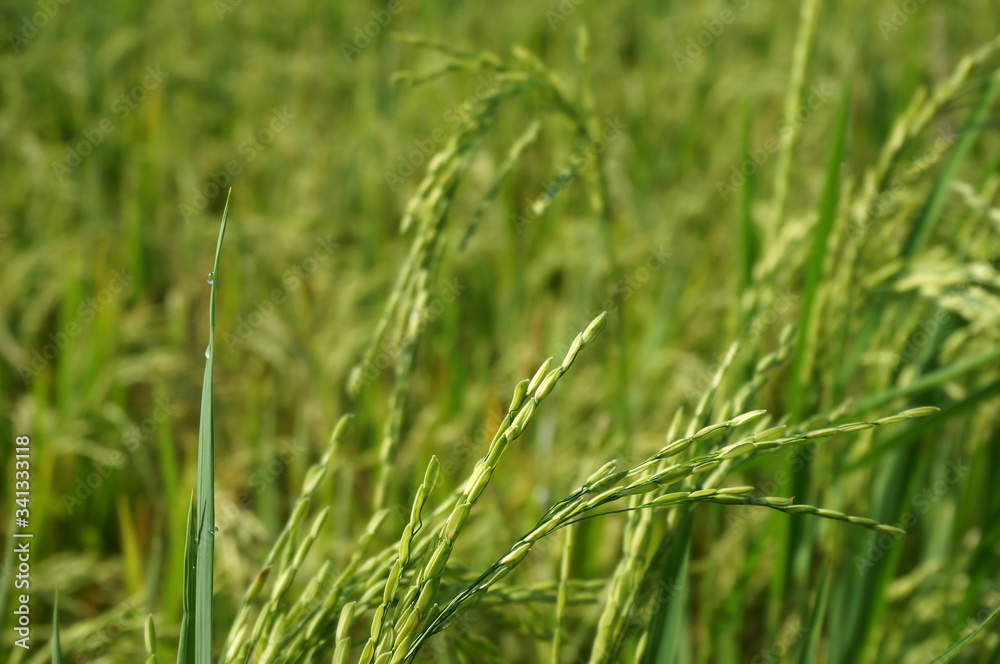 Close up of yellow green rice/paddy field with selective focus. Close up of yellow green rice/paddy field with selective focus.