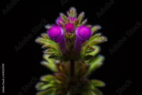 Macro shot of a beautiful purple flower with green leaves close-up on a black background in direct light.