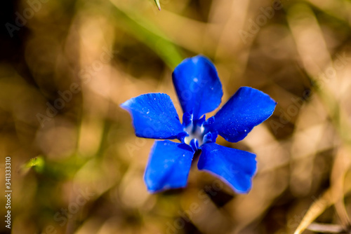 spring gentian on a meadow in Germany photo