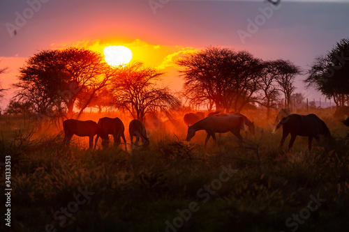 Fototapeta Naklejka Na Ścianę i Meble -  Troupeau de chevaux en liberté dans une prairie au coucher du soleil