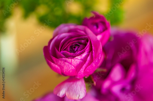 Purple roses  spring flowers against a blurred background. Spring blooming tree with green leaves