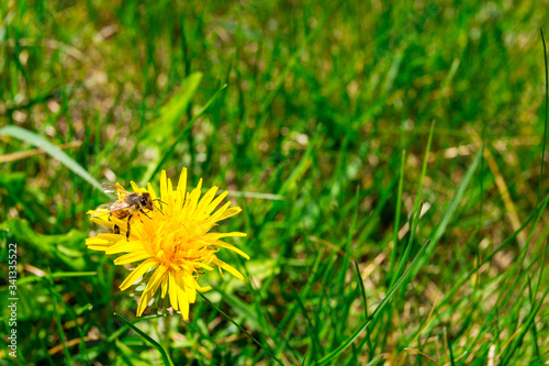 dandelion on green grass © Anna