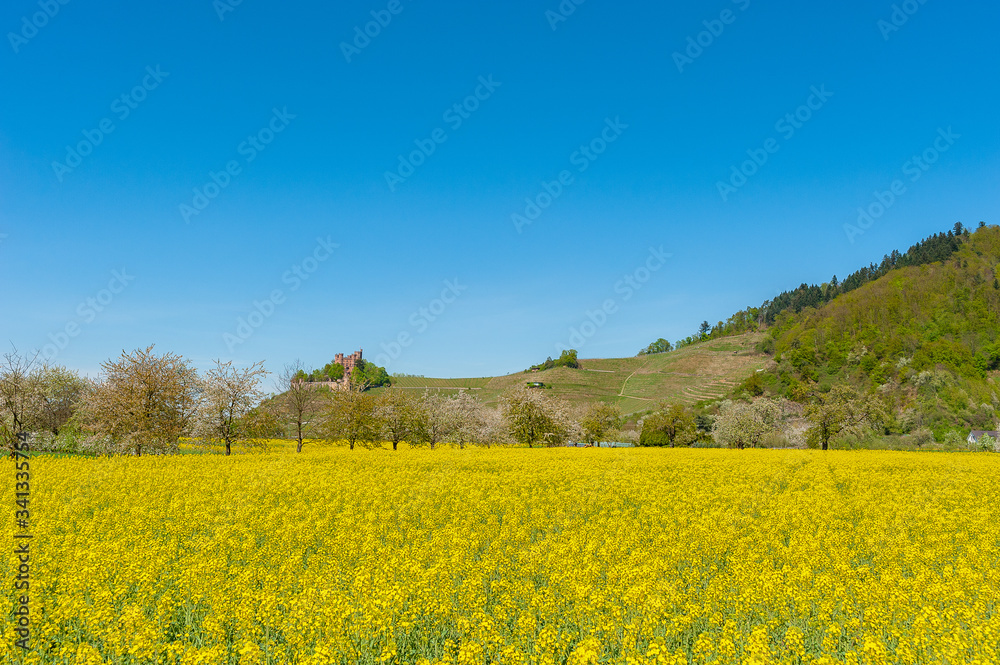 Rapefield in front of Ortenberg Castle Rapefield in front of Ortenberg Castle
