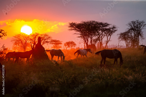 Troupeau de chevaux en libert   dans une prairie au coucher du soleil