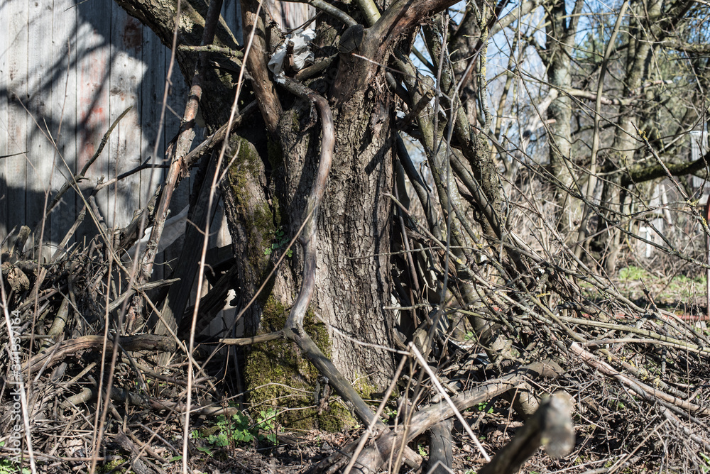 A large tree with roots and long branches. A park. Nature. Long roots. A lot of branches.
A large tree with roots and long branches. A park. Nature. Long roots. A lot of branches.