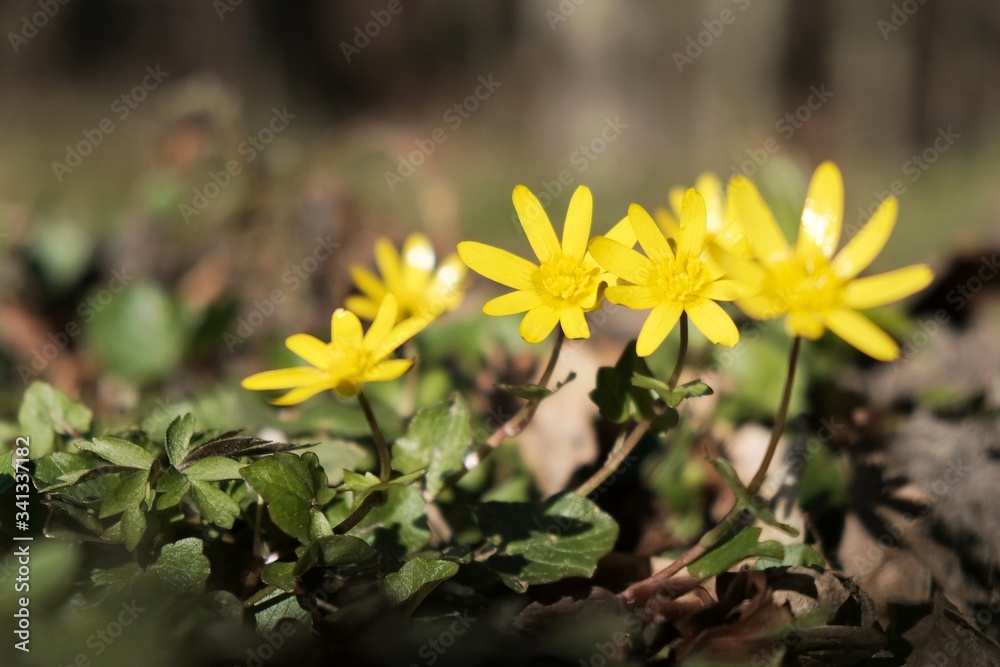 Yellow flowers of Ficaria verna, commonly known as lesser celandine or pilewort. It is spring flower. Yellow flowers of Ficaria verna, commonly known as lesser celandine or pilewort. It is spring flower.