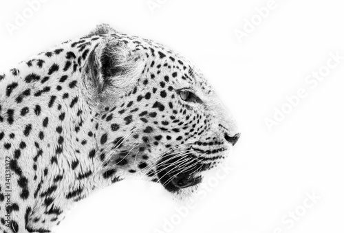 Leopard in Black and white portrait