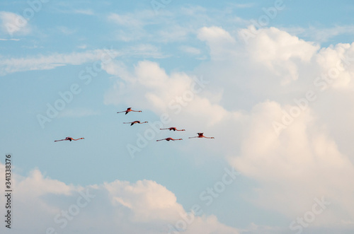 A group of  flying flamingos  beautiful sky