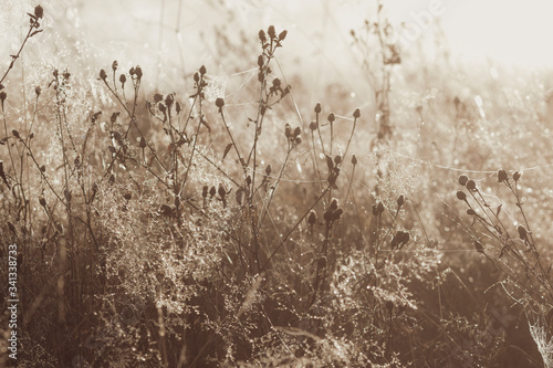 Autumn dry grass with morning fog. Monochrome colored background with natural wild plants and mist.