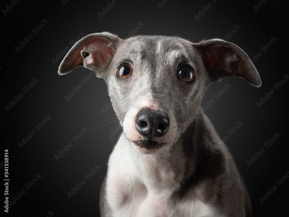 Portrait of a dog on a dark background. Funny whippet in the studio. Beautiful light