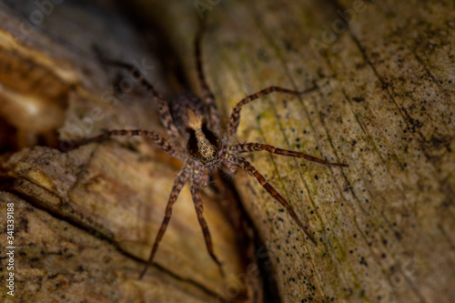 Brown spider on wood looking dangerous