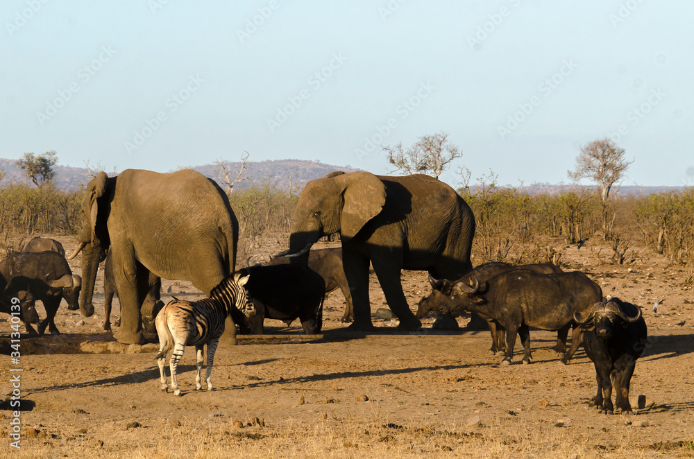 Eléphant d'Afrique, Loxodonta africana, Buffle d'Afrique, Syncerus caffer, Parc national Kruger, Afrique du Sud Eléphant d'Afrique, Loxodonta africana, Buffle d'Afrique, Syncerus caffer, Parc national Kruger, Afrique du Sud