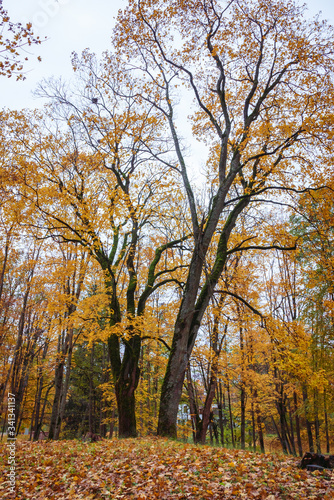 two large trees in the foreground  the branches have yellow leaves and have fallen to the ground