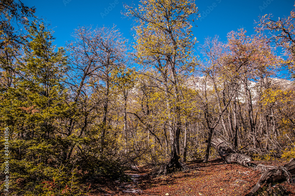 autumn, forest, nature, tree, landscape, trees, fall, leaves, sky, park, road, woods, leaf, season, foliage, yellow, path, wood, green, sun, blue, color, red, beautiful, outdoors autumn, forest, nature, tree, landscape, trees, fall, leaves, sky, park, road, woods, leaf, season, foliage, yellow, path, wood, green, sun, blue, color, red, beautiful, outdoors