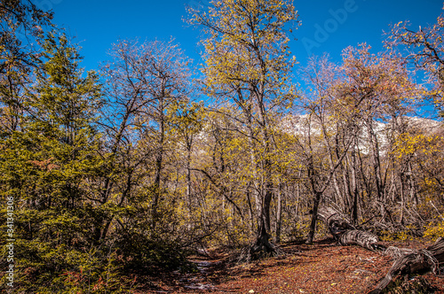 autumn, forest, nature, tree, landscape, trees, fall, leaves, sky, park, road, woods, leaf, season, foliage, yellow, path, wood, green, sun, blue, color, red, beautiful, outdoors