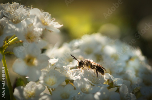 The Beautiful Small Bee In The Spring White Flower of Pyracantha coccinea, Firethorna