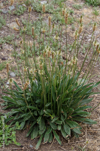 Plantain lancéolé, Plantago lanceolata