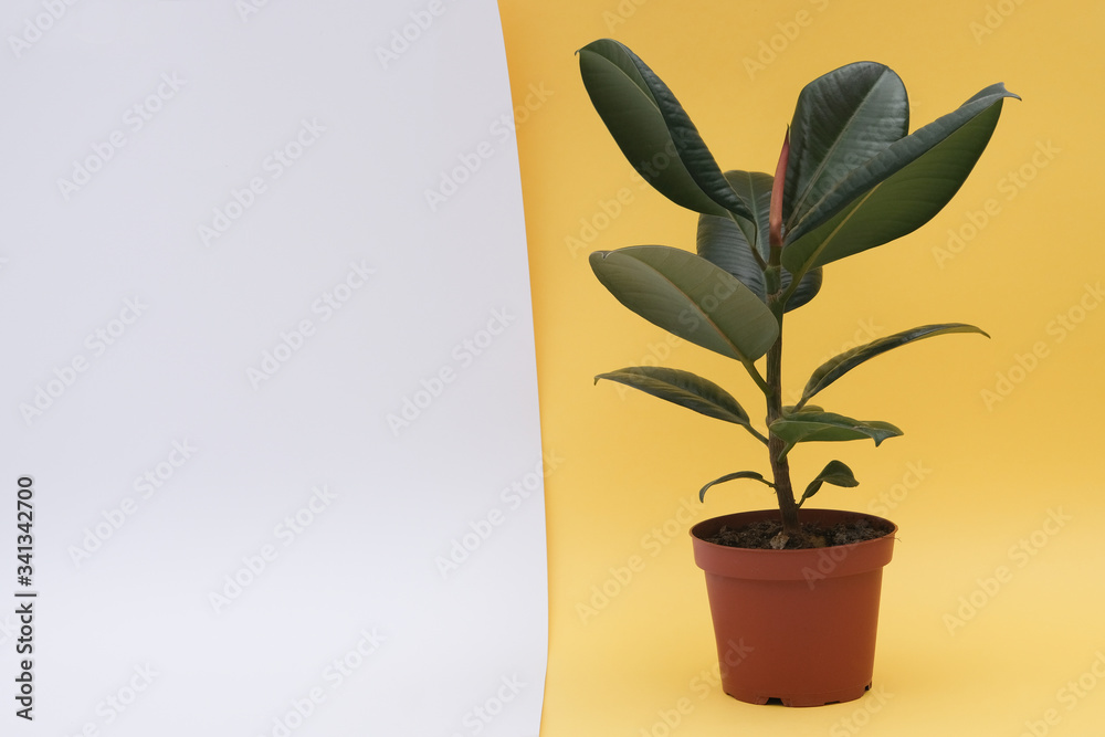Ficus, a houseplant in a brown pot on a yellow and white background. Isolated. Free space for text Ficus, a houseplant in a brown pot on a yellow and white background. Isolated. Free space for text