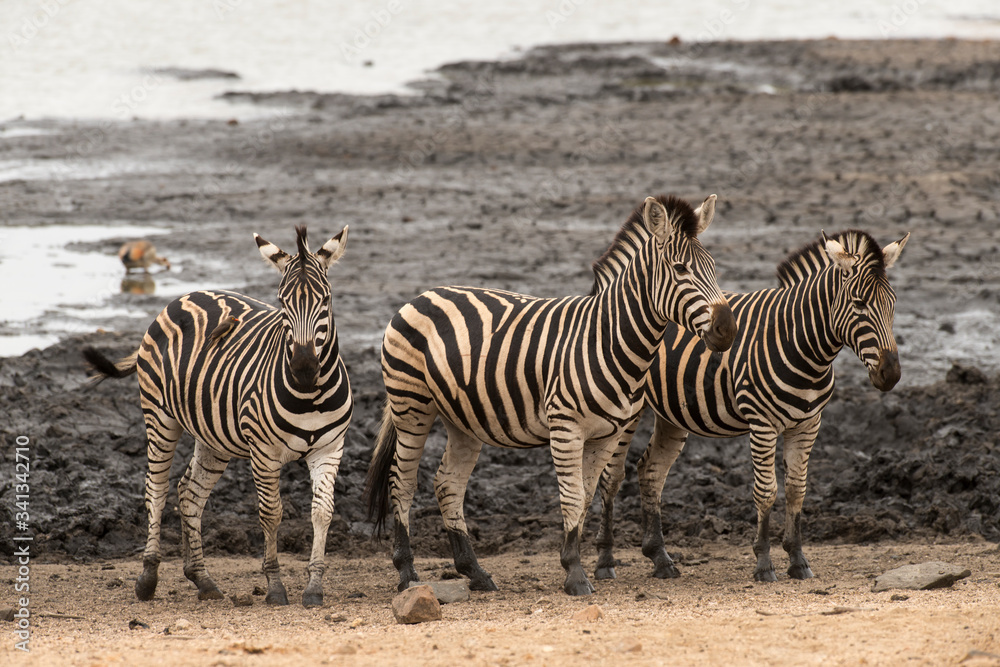 Zèbre de Burchell, Equus quagga, Parc national Kruger, Afrique du Sud Zèbre de Burchell, Equus quagga, Parc national Kruger, Afrique du Sud