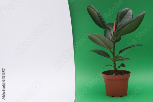 Ficus, a houseplant in a brown pot on a dark green, white background. Isolated. Free space for text