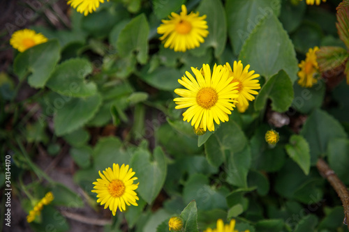  Dandelion on a fonet of green grass. Spring