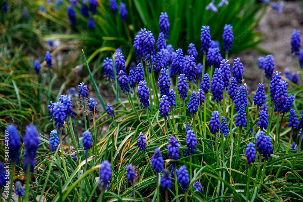 Obraz premium blue spring flowers with green evenings. Spring