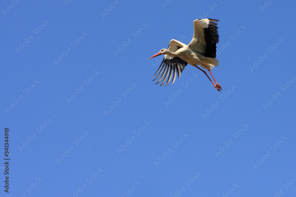 Obraz premium Flying single white Stork during the spring nesting period.